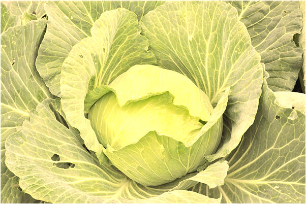 夢到了別人送我乾桂圓預示什麼_周公解夢官網