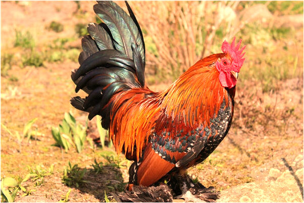 夢見蟲咬了右手流黑血是好事還是壞事_周公解夢官網