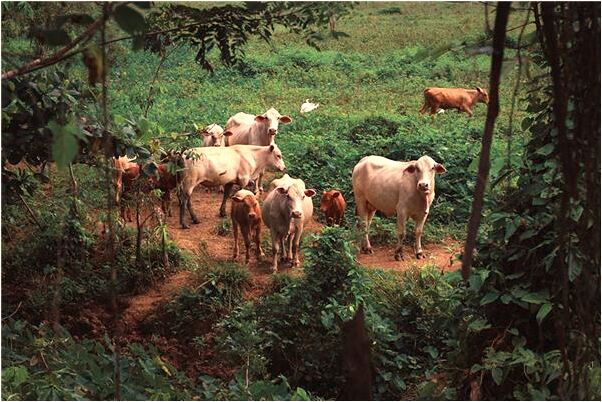 夢到了被誣告判刑有什麼意思_周公解夢官網