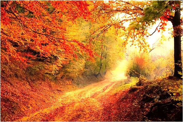 夢到了雨後雷電劈倒兩顆大松樹有什麼意義嗎_周公解夢官網