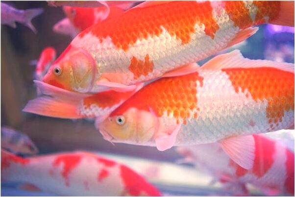 夢見放種子是什麼預兆_周公解夢官網