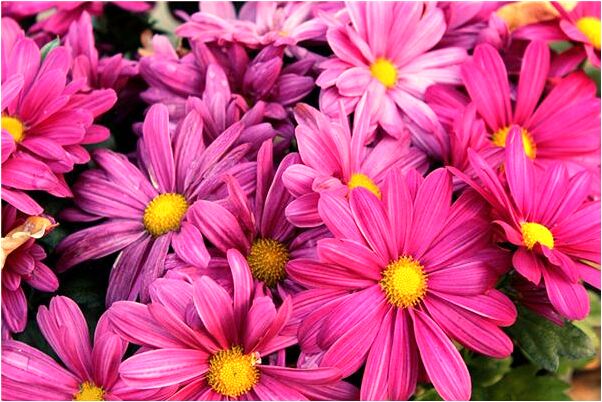 夢見唐僧豬八戒孫悟空有什麼意思嗎_周公解夢官網