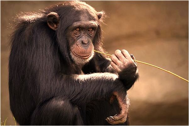 夢見被敵人追捕是什麼意思？_周公解夢官網