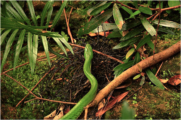 夢到了松鼠撲到我身上會是什麼預兆_周公解夢官網