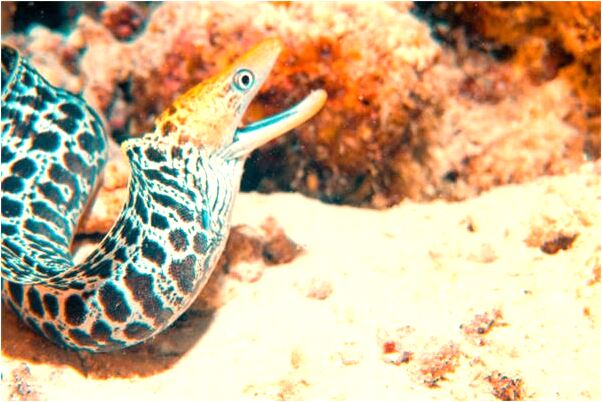 夢見在路邊和老婆做愛意味什麼_周公解夢官網