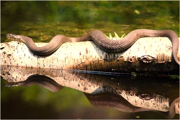 夢到了吊車修好了有什麼意思嗎_周公解夢官網