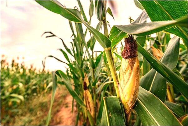 夢到我大肚子什麼寓意_周公解夢官網