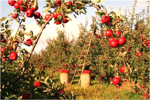 夢見別人挖墳挖出黑棺材是凶兆還是吉兆_周公解夢官網