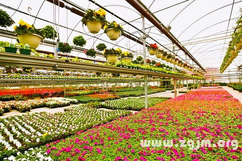 Dream of greenhouse