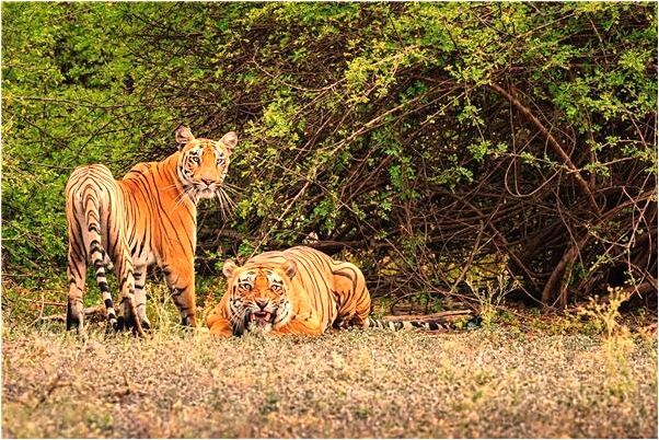 夢到了手中拿條木蛇有什麼預示嗎_周公解夢官網