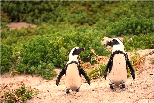夢見生男孩在尿了代表什麼_周公解夢官網
