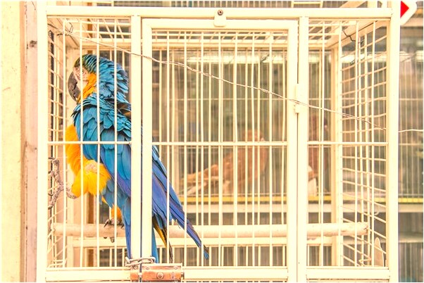 夢見狗吃老鼠什麼寓意_周公解夢官網