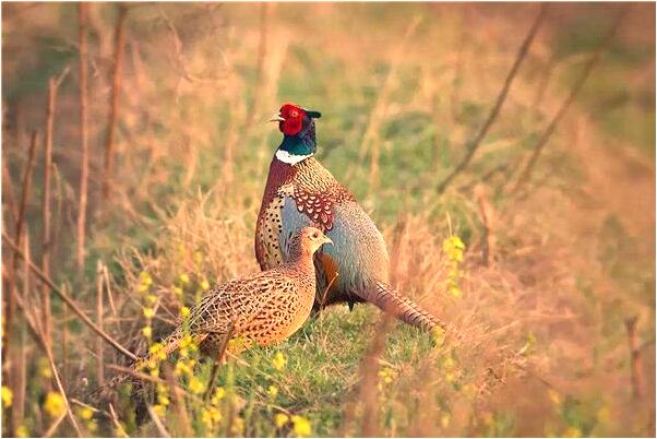 夢見親人長蟲好不好_周公解夢官網