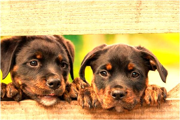 夢到自己懷孕很痛是好事還是壞事_周公解夢官網