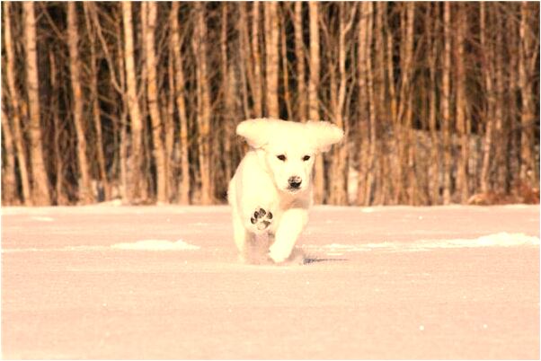 夢見拜香火祖先有什麼寓意嗎？_周公解夢官網
