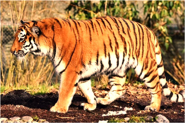 夢見和去世的人玩小貓咪有什麼寓意嗎？_周公解夢官網