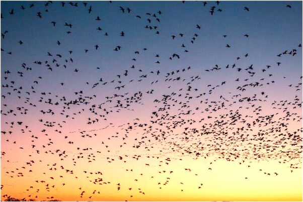 夢見在超市買的牛奶不好是好事還是壞事_周公解夢官網