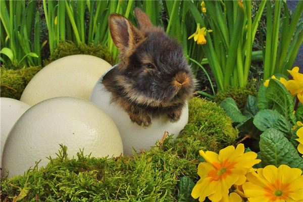 1951年屬兔人2021年運勢及命運 71歲生肖兔在牛年每月運程如何_十二生肖