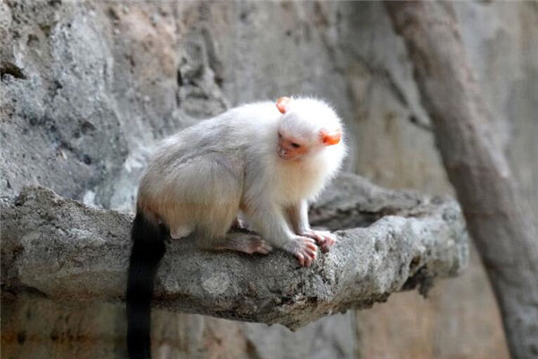 1980年是屬什麼屬相_十二生肖