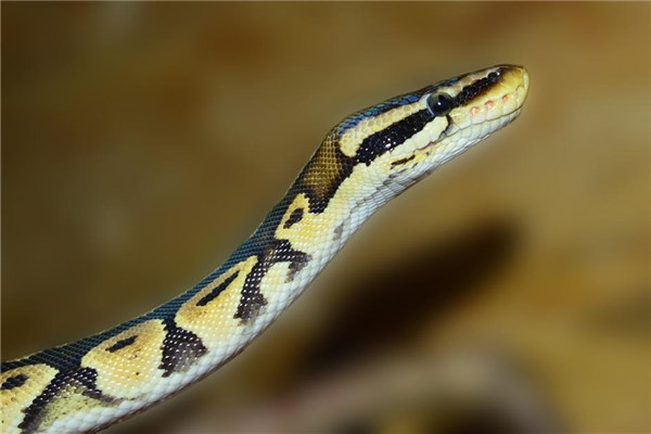 夢見黑蟒是什麼意思_周公解夢