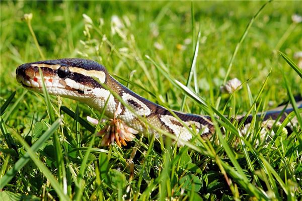 53年屬什麼_十二生肖