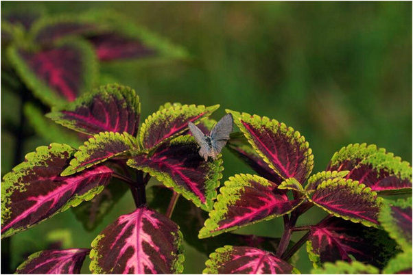 夢見河水乾啦會是什麼預兆_周公解夢官網