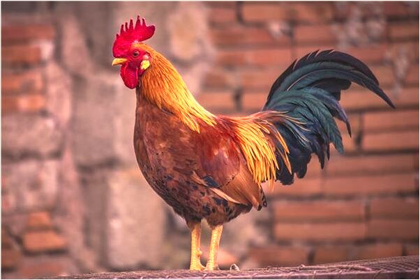 夢見耳朵裡面放這頭髮是什麼意思？_周公解夢官網