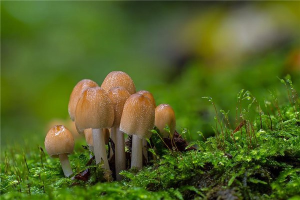 夢見孕婦蘑菇有什麼徵兆_周公解夢