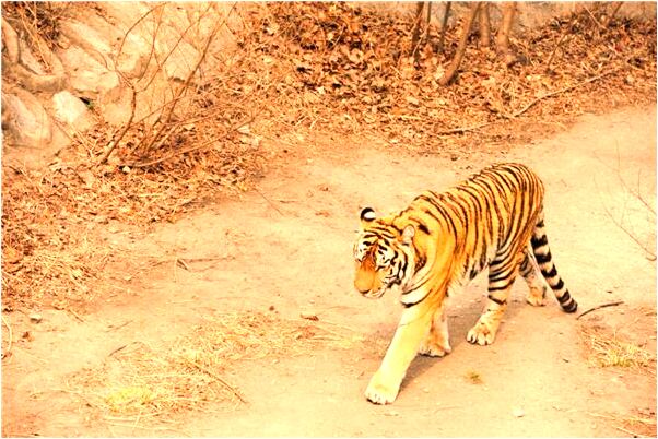 夢到家禽的屎是什麼啟示_周公解夢官網