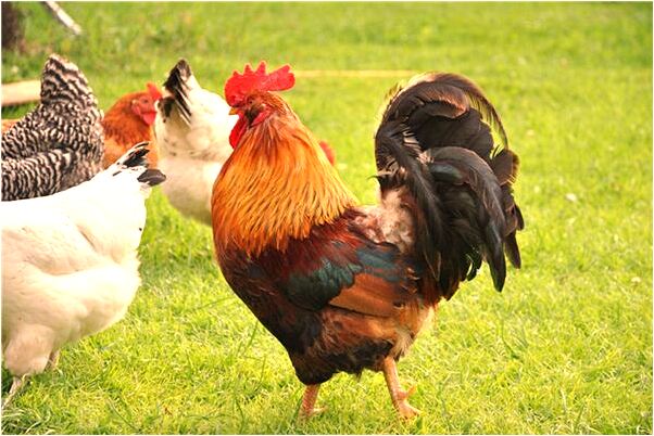 夢到一個老人給狗梳毛是什麼徵兆_周公解夢官網