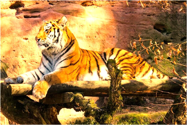 夢見和親姐姐性交是吉兆嗎?_周公解夢官網