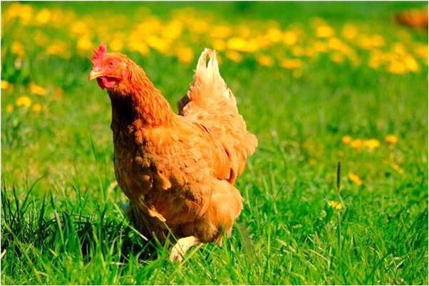 夢到買硃砂有什麼寓意嗎_周公解夢官網