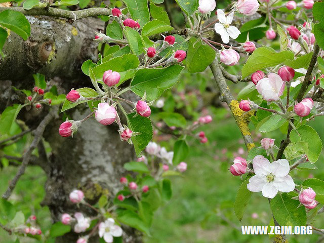 夢見別人穿白襯衣_周公解夢夢到別人穿白襯衣是什麼意思_做夢夢見別人穿白襯衣好不好_周公解夢官網