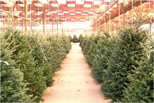 夢到了捏死老鼠代表著什麼？_周公解夢官網