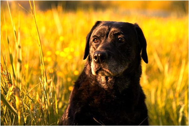 夢見自己失手殺人鮮血噴涌預兆了什麼嗎_周公解夢官網