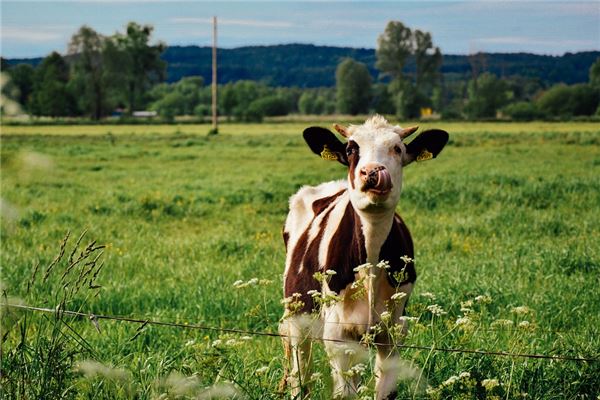 屬牛的最佳配偶生肖是誰_十二生肖