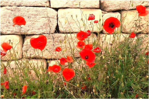 夢到自己賬號被盜是什麼預兆？_周公解夢官網