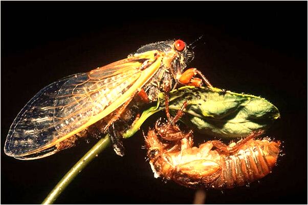 夢到了舍友說想吃蜜豆包代表著什麼？_周公解夢官網