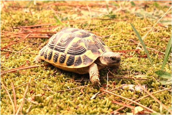 夢見孩子們從河裡趟走是凶兆還是吉兆_周公解夢官網