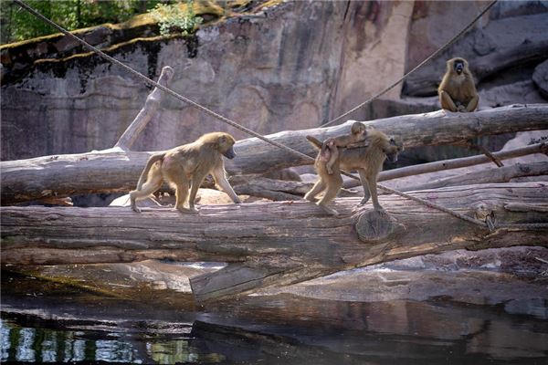 1968年的什麼生肖_十二生肖