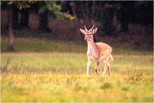 夢見我撿到很多襪子是什麼意思_周公解夢官網