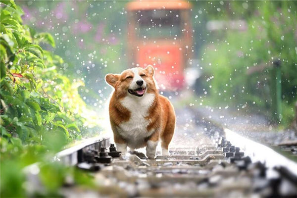 夢見養狗是什麼意思_周公解夢