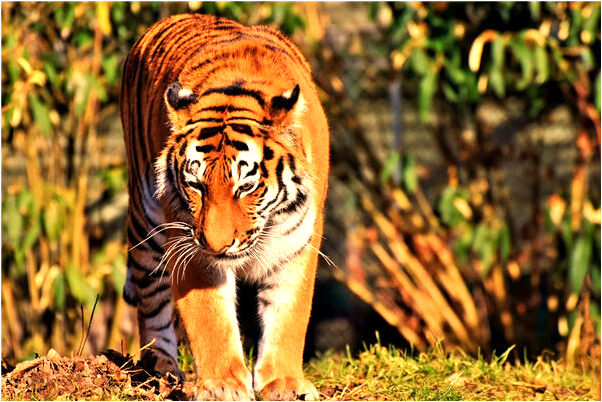 夢到冰糖葫蘆外面裹著棉花糖是怎么回事_周公解夢官網