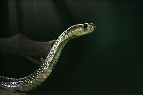 夢見養蛇是什麼意思_周公解夢