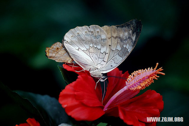 夢見別人還錢_周公解夢夢到別人還錢是什麼意思_做夢夢見別人還錢好不好_周公解夢官網