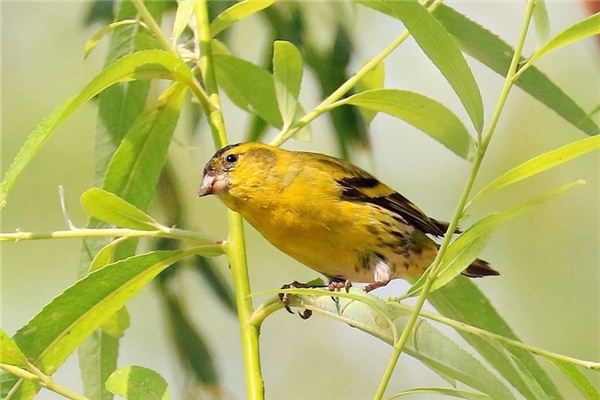 夢見黃雀:為官者步步高升_周公解夢