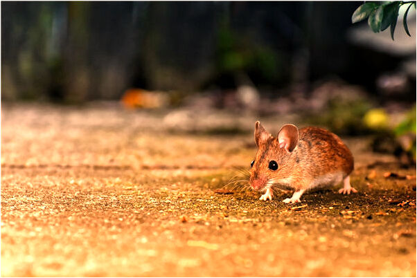 夢見媽媽我結婚了是什麼兆頭_周公解夢官網