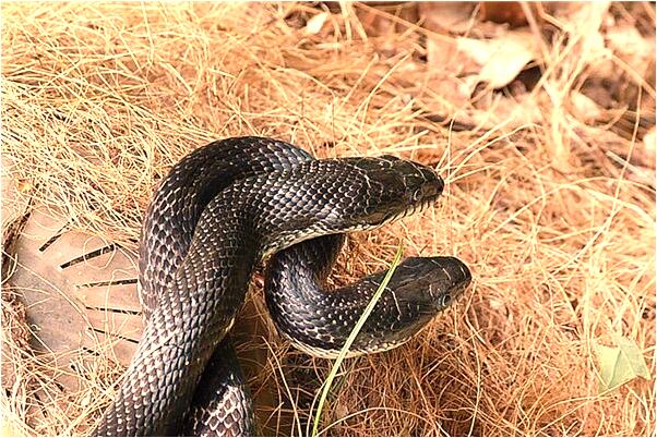 夢見老公掉了一顆牙齒意味著什麼_周公解夢官網
