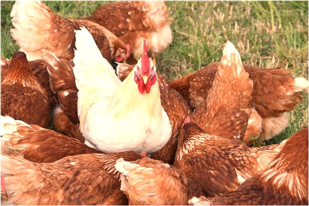 夢到了被人死了怎么樣_周公解夢官網