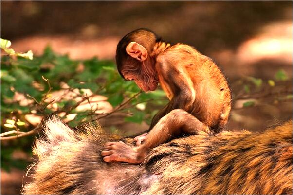夢到了去叫雞有什麼含義_周公解夢官網